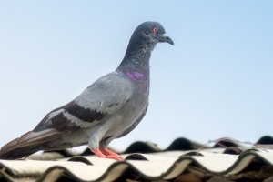 Pigeon Pest, Pest Control in Earl's Court, SW5. Call Now 020 8166 9746