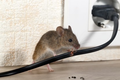 Pest Control in Earl's Court, SW5. Call Now! 020 8166 9746