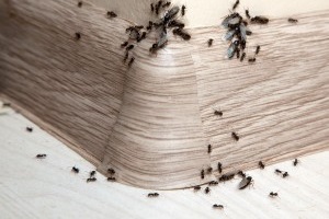 Ant Control, Pest Control in Earl's Court, SW5. Call Now 020 8166 9746